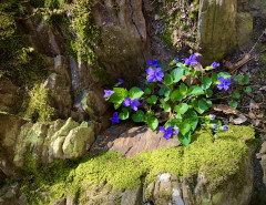 Veilchen im Fels, am Edersee