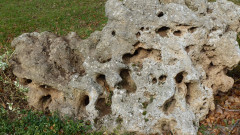 Löchriger Zechsteinkalk. Fundort: Östliche Adorfer Hochfläche