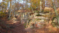 Wurzeln auf Stein - alter Steinbruch am Kappelberg in Mengeringhausen