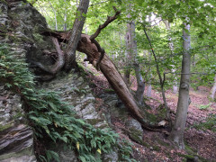 Seepferdchen in den Stei(n)lwänden des Edersees