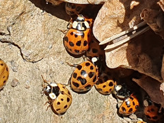 Frühlingserwachen -Felsspalte am Edersee 