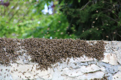 Stadtmauer und Bienenschwarm