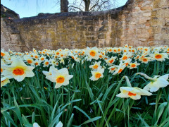 Starke Steine, zarte Blüten