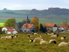 Lammsblick auf Waldecker Steine