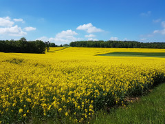 Waldecker Steine unter blühendem Raps