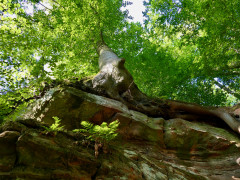 Waldecker Steine geben Bäumen ihren Halt
