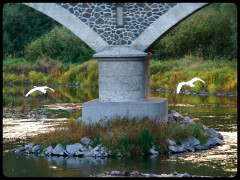 Waldecker Steine - Lebensraum für Mensch und Tier (Brücke bei Herzhausen)